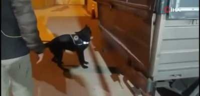 Narkotik köpeği gizlenmiş 53 bin uyuşturucu hapı buldu
