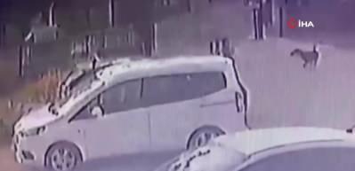 3 yaşındaki &ccedil;ocuğu k&ouml;pekler kovaladı