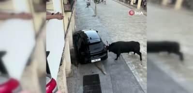 Kızgın boğa terör estirdi! Aracı paramparça etti!