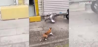 Sokak ortasında kavga eden martıları ayıran cesur kedinin videosu ‘helal olsun’ dedirtti!