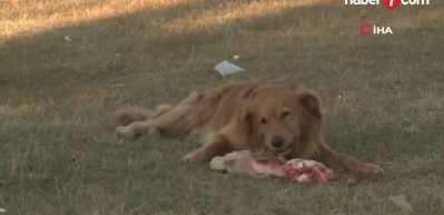 Melek Mızrak Subaşı yönetimindeki Bilecik Belediyesi köpek katliamı skandalıyla gündemde