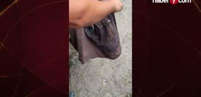 Kahverengi kokarca zararlısına karşı doğal düşman salımı yapıldı
