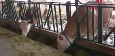 Süt ineklerinin sağlığını yapay zeka ile 24 saat takip ediyorlar