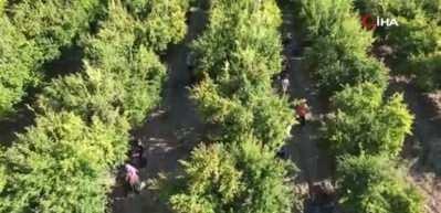 9 ülkeye ihraç edilen narın hasadı başladı