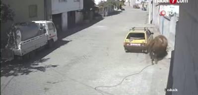 Kızgın boğa, hıncını otomobilden çıkardı: Boynuzlayıp sürükledi