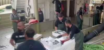 Karadeniz'den kasalarca hamsi çıktı
