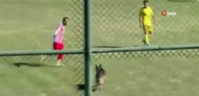 Sahaya giren başıboş köpek ortalığı karıştırdı