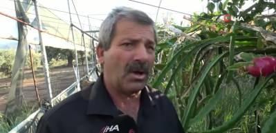Hataylı çiftçi Ejder meyvesiyle kazancını katladı: Kilosu 180 TL’den alıcı buluyor