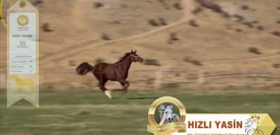 Hızlı Yasin 10,5 milyon liraya satıldı: TİGEM elit tay satışında tüm zamanların rekoru kırıldı