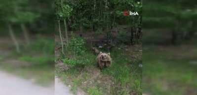 İlk defa drone gören ayının o anlar güldürdü