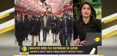 Japonya'da kuş gribi alarmı: Yaklaşık 460 bin tavuk itlaf edilecek