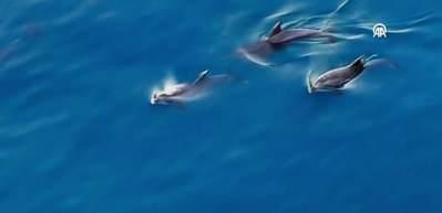 Sinop'ta  yunuslardan görsel şölen!