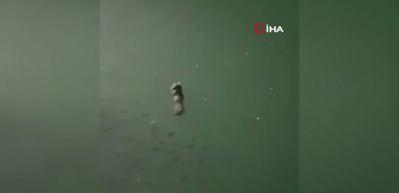 Tunceli'de su samuru görüntülendi