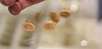 Merkez Bankası altın satın alımını durdurdu