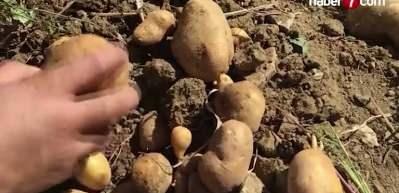 Bakanlık: patates fiyatı 25 lira değil, marketlerde ortalama 12,75 lira