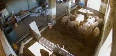 Siyonistlerin vahşeti kan dondurdu! Hayvanlara bunu yapan insana ne yapmaz!