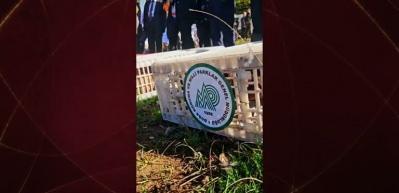 Tarım ve Orman Bakanlığı Kokarca ile mücadele için Sülünleri doğaya saldı