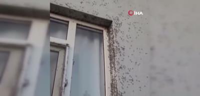 Siirt'in 6 köyünü sinekler istila etti