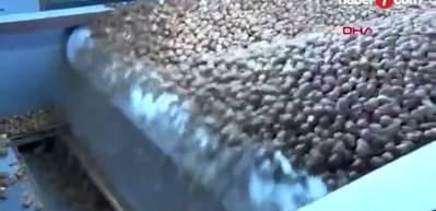 Fındık sektöründe yaşanan "alımlar durdu" haberleri sonrası Rekabet Kurumundan ilk açıklama geldi