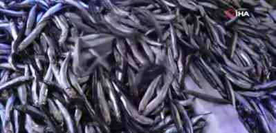 Hamsi bolluğu fiyatları düşürdü ama ilgi azaldı