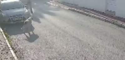 Kendisine saldıran köpeği silahla vuran 83 yaşındaki emekli polis  gözaltına alındı