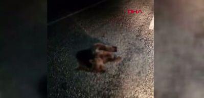 Yolda hareketsiz yatan yavru ayı ekipleri harekete geçirdi