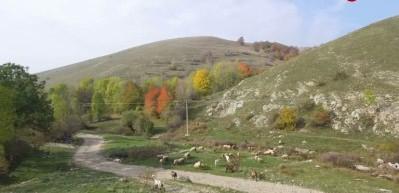 Tarım İşletmeleri Genel Müdürlüğü, 350 reforme keçi satmak üzere ihale açtı