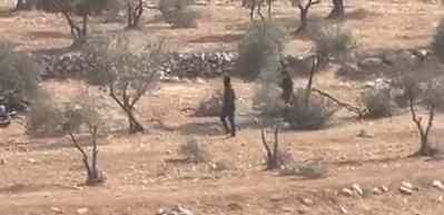 Vahşiler! Siyonist işgalciler zeytin ağaçlarını yok etti