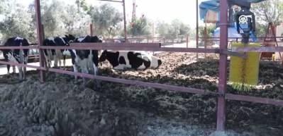 Veteriner teknisyenliğinden kendi çiftliğine: Budamlı hayalini devlet desteğiyle gerçekleştirdi