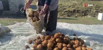 Ağrı’da kışlık patatesler böyle korunuyor
