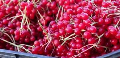 Erzincan'da "gençlik iksiri" olarak adlandırılan gilaburu meyvesi tezgâhlarda yerini aldı