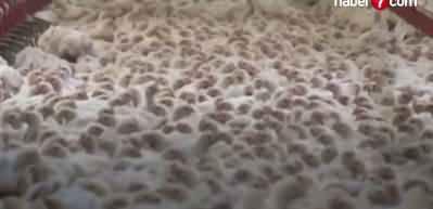 Tavuk eti üretimi eylülde yıllık bazda yüzde 6,9 arttı