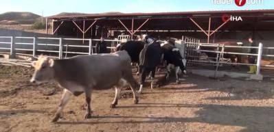 Toplanan inek sütü miktarı eylülde 892 bin 886 ton oldu