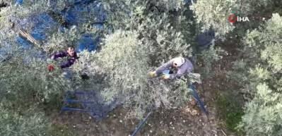 Hatay'da 201 bin ton zeytin rekoltesi bekleniyor