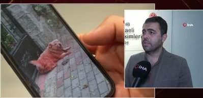 Kocaeli'de renkli köpekleri görenler şaşırdı! Uzman isim açıklık getirdi