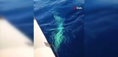 Köpek balığı amatör balıkçılara dehşeti yaşattı