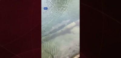 Meriç Nehri'nde yakalanan mersin balığı koruma altına alındı