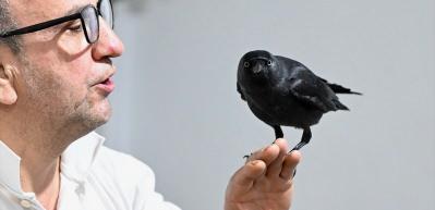 Sahiplendiği karga "Kömür" en yakın dostu oldu