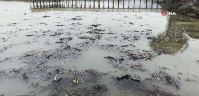 Sapanca’nın ardından Efteni Gölü’nde de gizemli fokurtu