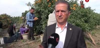 Tarım işçilerinin grevi mandalinayı dalında bıraktı: Kilosu 3 liraya kadar geriledi