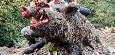 Trabzon'da bir grup avcı avladıkları domuzun büyüklüğünü görünce şaştı kaldı