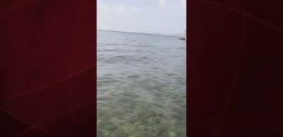 Bodrum'da bir kişi martıyı yakalayan ahtapotu yakaladı