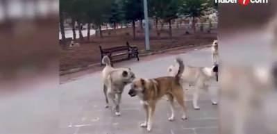 İstanbul Valiliği sahipsiz sokak hayvanları ile ilgili alınan kararı açıkladı