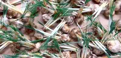 Deneme amaçlı kurduğu tesiste topraksız safran üretimi yapıyor