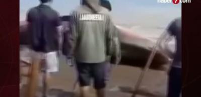 Endemik balık üç dakikada fileto oldu!