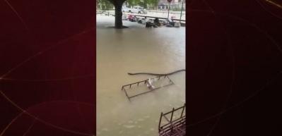 Sel sularının arasında yılan görüldü!