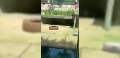 6 metrelik duvarı aşıp aslan kafesine girdi! Sonrası ise...