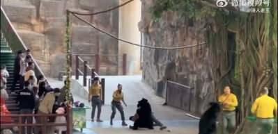 Hangzhou Safari Parkı'nda korku dolu anlar: Kara ayı bakıcısına saldırdı
