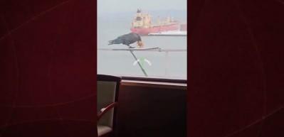 6 bisküviyi aynı anda gagasına sığdırmaya çalışan karga kamerada