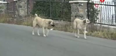 Anayasa Mahkemesi CHP’nin sokak hayvanları düzenlemesi talebini reddetti